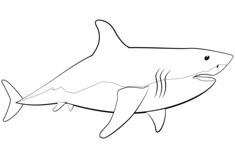 Great White Shark Coloring Page